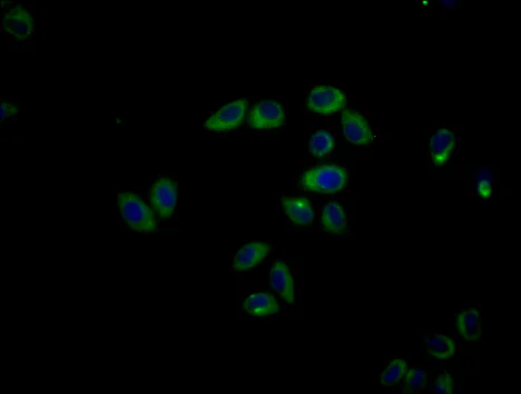 Immunocytochemistry/ Immunofluorescence - Anti-CLEC12A antibody (AB238687)