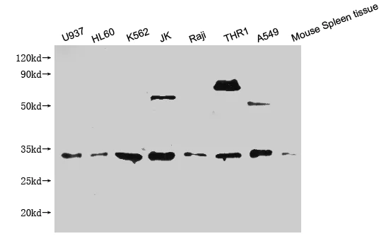 Western blot - Anti-CLEC12A antibody (AB238687)