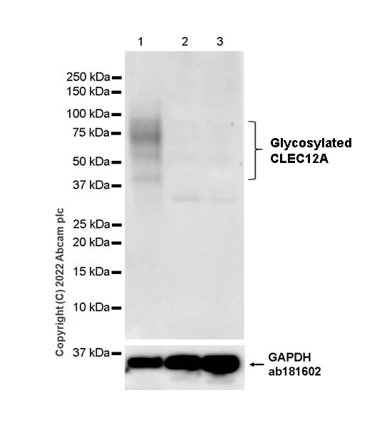 Western blot - Anti-CLEC12A antibody [EPR26967-14] - BSA and Azide free (AB307661)