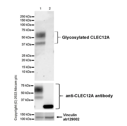 Western blot - Anti-CLEC12A antibody [EPR26967-14] - BSA and Azide free (AB307661)