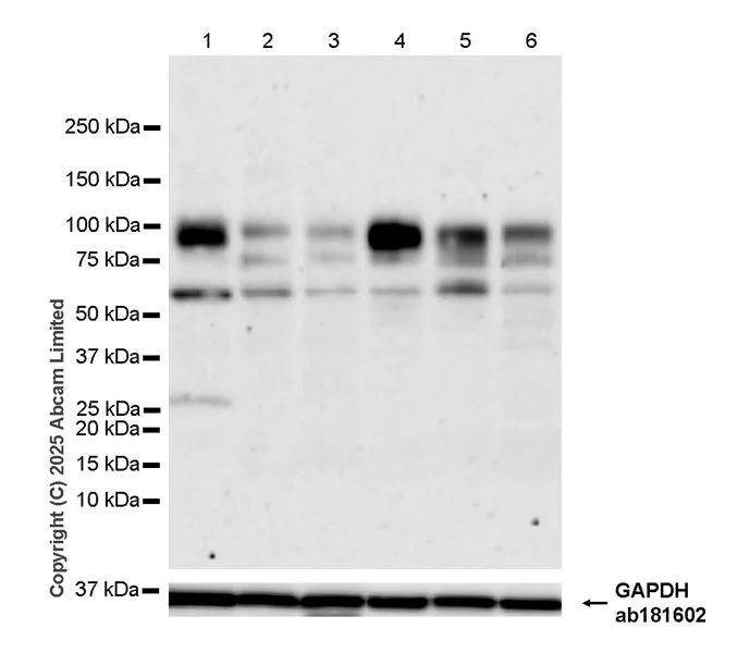 Western blot - Anti-CLEC14A antibody [EPR30281-548] (AB324497)