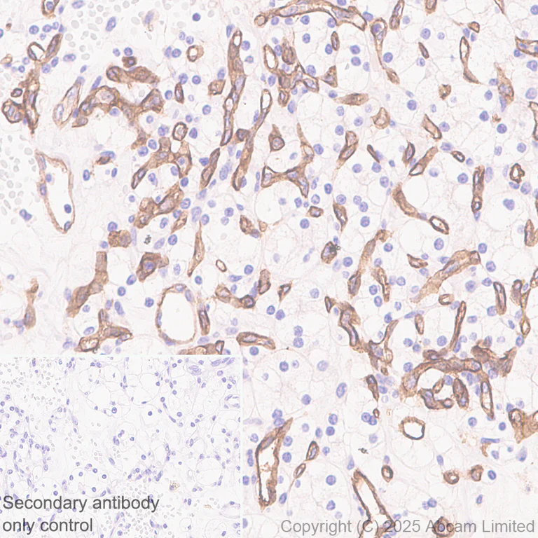 Immunohistochemistry (Formalin/PFA-fixed paraffin-embedded sections) - Anti-CLEC14A antibody [EPR30281-548] - BSA and Azide free (AB324498)
