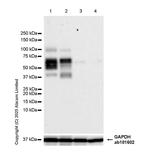 Western blot - Anti-CLEC14A antibody [EPR30281-548] - BSA and Azide free (AB324498)