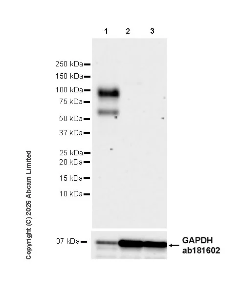 Western blot - Anti-CLEC14A antibody [EPR30282-549] (AB326425)