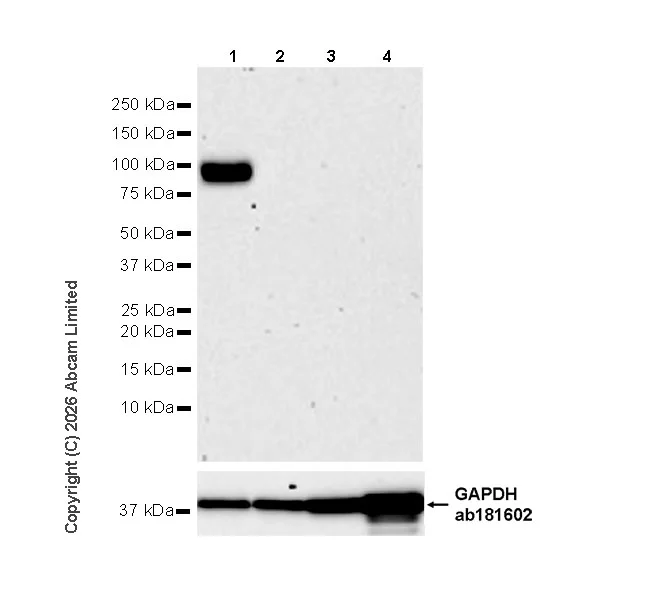 Western blot - Anti-CLEC14A antibody [EPR30282-549] - BSA and Azide free (AB326428)