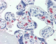 Immunohistochemistry (Formalin/PFA-fixed paraffin-embedded sections) - Anti-CLEC2D antibody (AB111105)