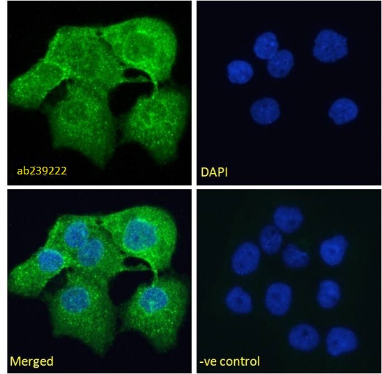 Immunocytochemistry/ Immunofluorescence - Anti-CLEC2D antibody (AB239222)