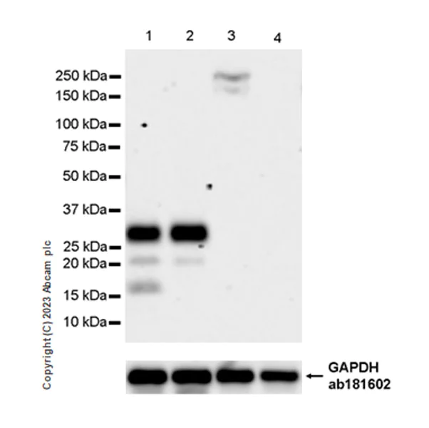 Western blot - Anti-CLEC2D antibody [EPR27404-37] (AB309147)