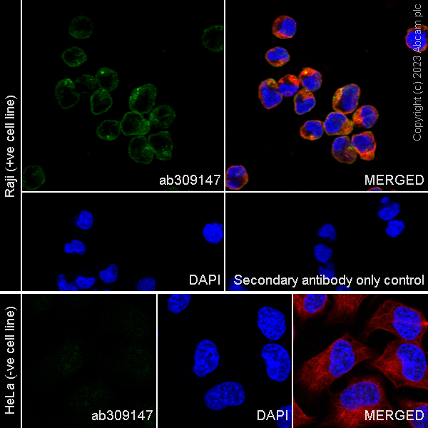 Immunocytochemistry/ Immunofluorescence - Anti-CLEC2D antibody [EPR27404-37] - BSA and Azide free (AB309148), expandable thumbnail