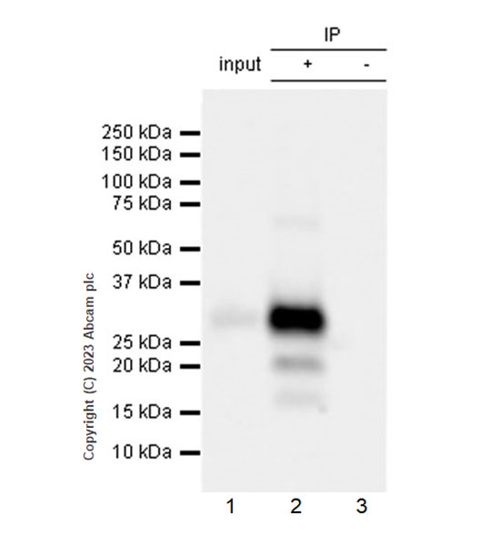 Immunoprecipitation - Anti-CLEC2D antibody [EPR27404-37] - BSA and Azide free (AB309148), expandable thumbnail