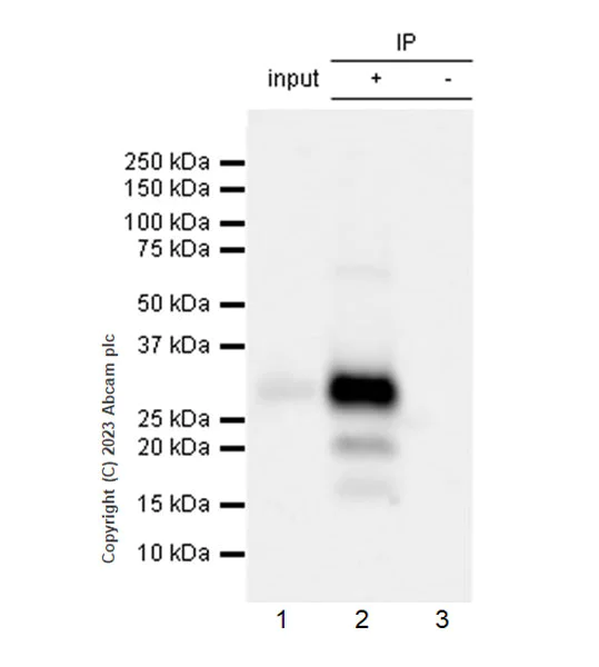 Immunoprecipitation - Anti-CLEC2D antibody [EPR27404-37] - BSA and Azide free (AB309148)