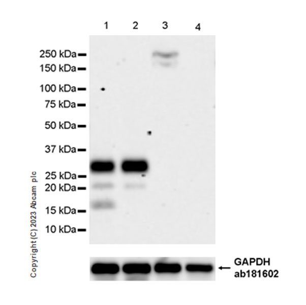 Western blot - Anti-CLEC2D antibody [EPR27404-37] - BSA and Azide free (AB309148), expandable thumbnail