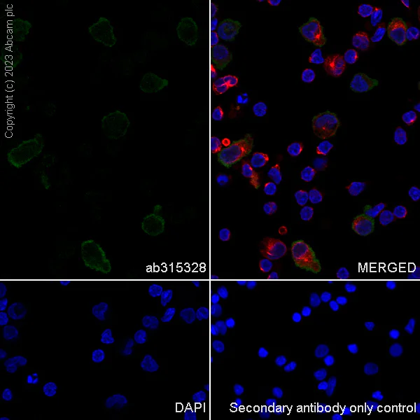 Immunocytochemistry/ Immunofluorescence - Anti-CLEC4A antibody [EPR26969-125] - BSA and Azide free (AB315329)