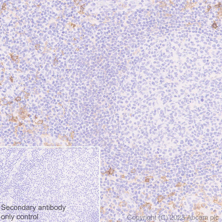 Immunohistochemistry (Formalin/PFA-fixed paraffin-embedded sections) - Anti-CLEC4A antibody [EPR26969-125] - BSA and Azide free (AB315329)