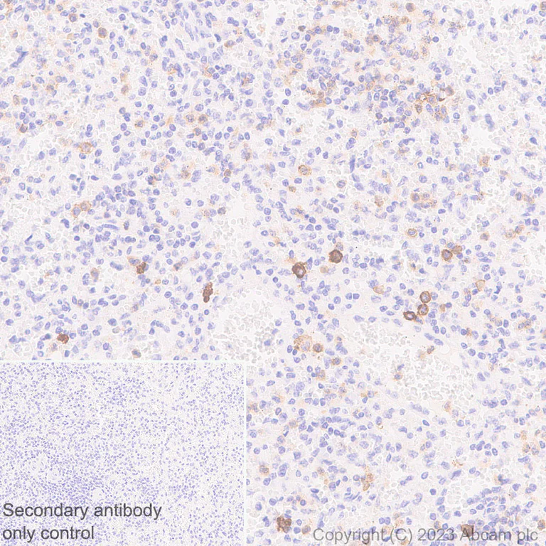 Immunohistochemistry (Formalin/PFA-fixed paraffin-embedded sections) - Anti-CLEC4A antibody [EPR26969-125] - BSA and Azide free (AB315329)