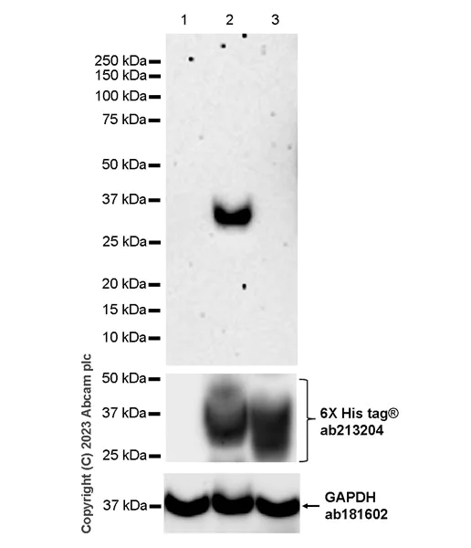 Western blot - Anti-CLEC4A antibody [EPR26969-7] (AB308298)