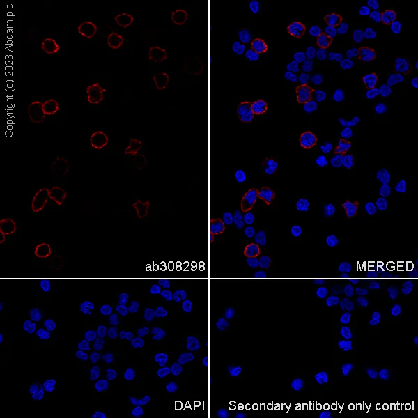 Immunocytochemistry/ Immunofluorescence - Anti-CLEC4A antibody [EPR26969-7] - BSA and Azide free (AB308299)