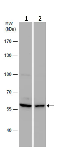 Western blot - Anti-CLEC4F antibody (AB262712)