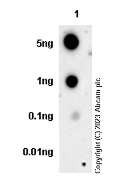 Dot Blot - Anti-CLEC5A antibody [EPR28104-14] - BSA and Azide free (AB314871)