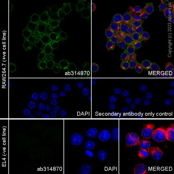 Immunocytochemistry/ Immunofluorescence - Anti-CLEC5A antibody [EPR28104-14] - BSA and Azide free (AB314871)