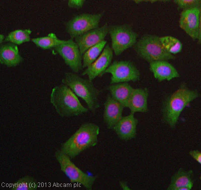 Immunocytochemistry/ Immunofluorescence - Anti-CLEC9A antibody [8F9] (AB104910)