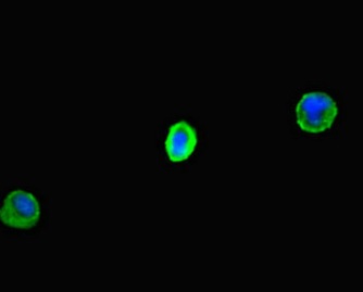 Immunocytochemistry/ Immunofluorescence - Anti-CLEC9A antibody (AB222794)