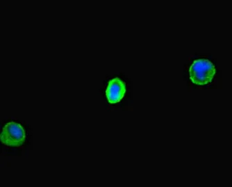 Immunocytochemistry/ Immunofluorescence - Anti-CLEC9A antibody (AB222794)