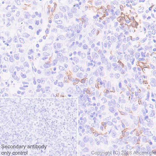 Immunohistochemistry (Formalin/PFA-fixed paraffin-embedded sections) - Anti-CLEC9A antibody [EPR22324] - BSA and Azide free (AB245121)