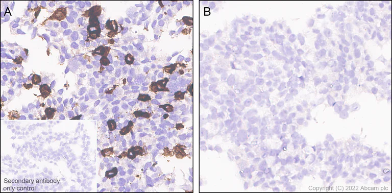 Immunohistochemistry (Formalin/PFA-fixed paraffin-embedded sections) - Anti-CLEC9A antibody [EPR24271-117] (BSA and Azide free) (AB300434)