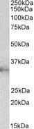 Western blot - Anti-CLIC1 antibody (AB219265)