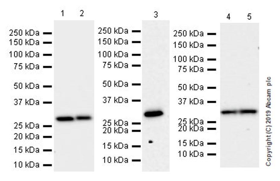 Anti-CLIC1 antibody [EPR22907-50]