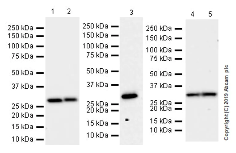 Western blot - Anti-CLIC1 antibody [EPR22907-50] (AB229917)