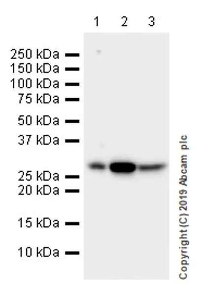 Western blot - Anti-CLIC1 antibody [EPR22907-50] (AB229917)