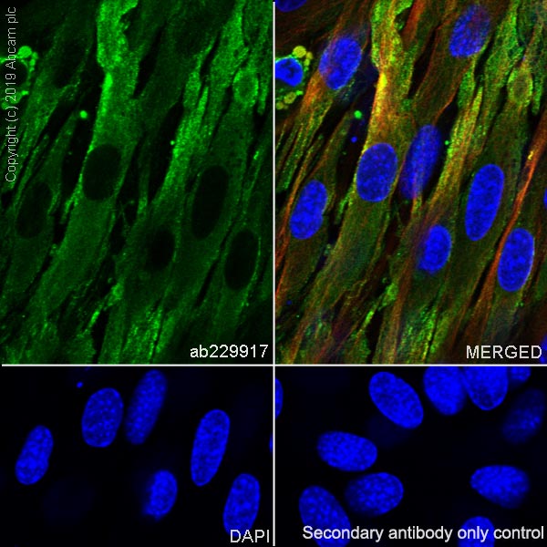 Immunocytochemistry/ Immunofluorescence - Anti-CLIC1 antibody [EPR22907-50] - BSA and Azide free (AB256514), expandable thumbnail