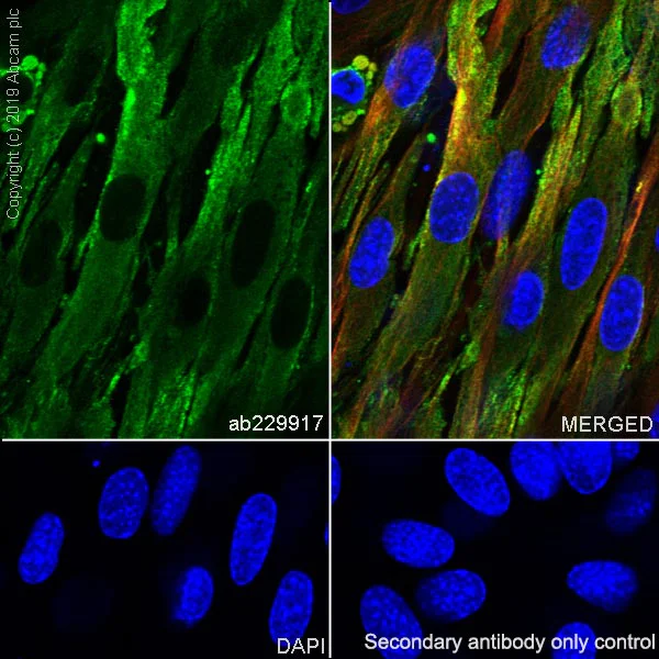 Immunocytochemistry/ Immunofluorescence - Anti-CLIC1 antibody [EPR22907-50] - BSA and Azide free (AB256514)