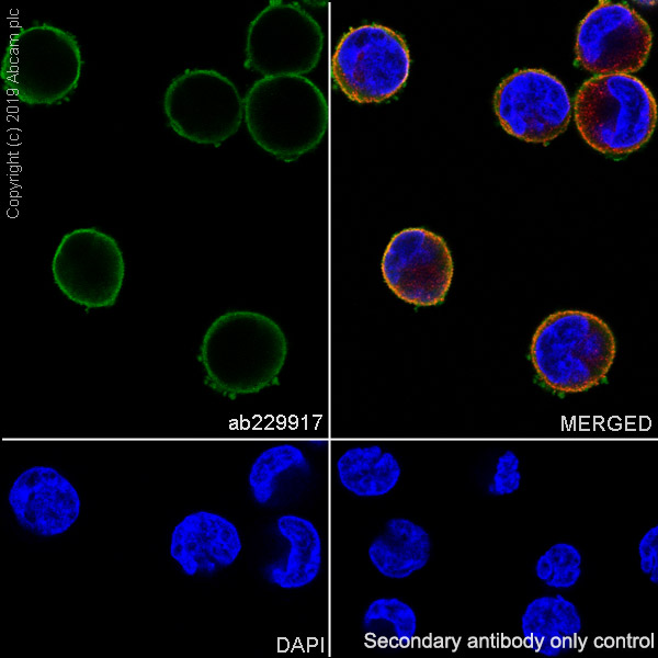 Immunocytochemistry/ Immunofluorescence - Anti-CLIC1 antibody [EPR22907-50] - BSA and Azide free (AB256514), expandable thumbnail