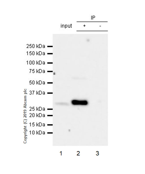 Immunoprecipitation - Anti-CLIC1 antibody [EPR22907-50] - BSA and Azide free (AB256514), expandable thumbnail