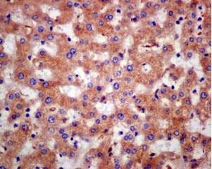 Immunohistochemistry (Formalin/PFA-fixed paraffin-embedded sections) - Anti-CLIC2 antibody [EPR6494] - BSA and Azide free (AB249880), expandable thumbnail