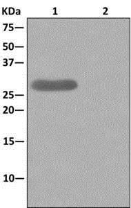 Immunoprecipitation - Anti-CLIC2 antibody [EPR6494] - BSA and Azide free (AB249880), expandable thumbnail