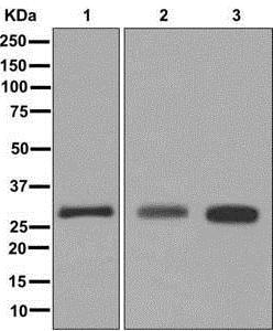 Western blot - Anti-CLIC2 antibody [EPR6494] - BSA and Azide free (AB249880), expandable thumbnail