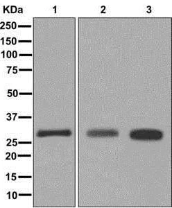 Western blot - Anti-CLIC2 antibody [EPR6494] - BSA and Azide free (AB249880)