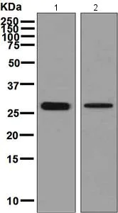 Western blot - Anti-CLIC3 antibody [EPR8243(B)] (AB128941)