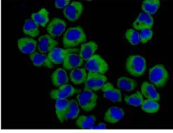 Immunocytochemistry/ Immunofluorescence - Anti-CLIC4 antibody [EPR14253] - BSA and Azide free (AB236130)