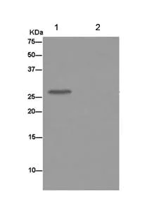 Immunoprecipitation - Anti-CLIC4 antibody [EPR14253] - BSA and Azide free (AB236130)