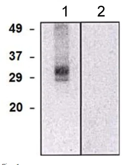 Western blot - Anti-CLIC5 antibody [CLIC502] (AB191102)