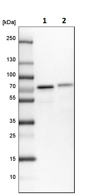 Western blot - Anti-CLINT1 antibody (AB251892)