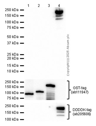 Western blot - Anti-CLIP170 antibody [EPR5093] (AB134907), expandable thumbnail