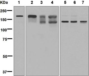 Western blot - Anti-CLIP170 antibody [EPR5093] (AB134907), expandable thumbnail