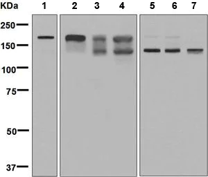 Western blot - Anti-CLIP170 antibody [EPR5093] (AB134907)
