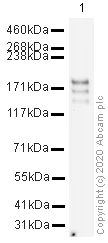 Western blot - Anti-CLIP170 antibody [mAbcam61830] (AB61830)